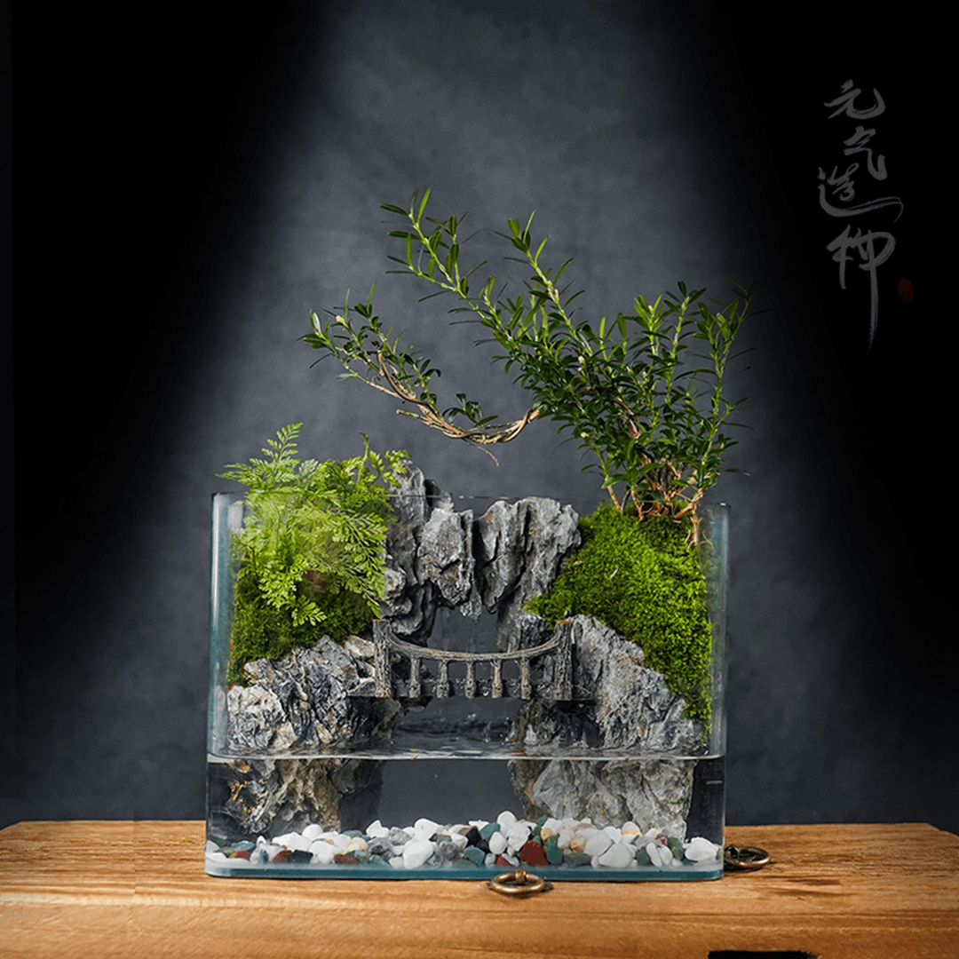 【元气专属】天井—内置循环流水飘枝黄杨绿植造景成品25*16*18