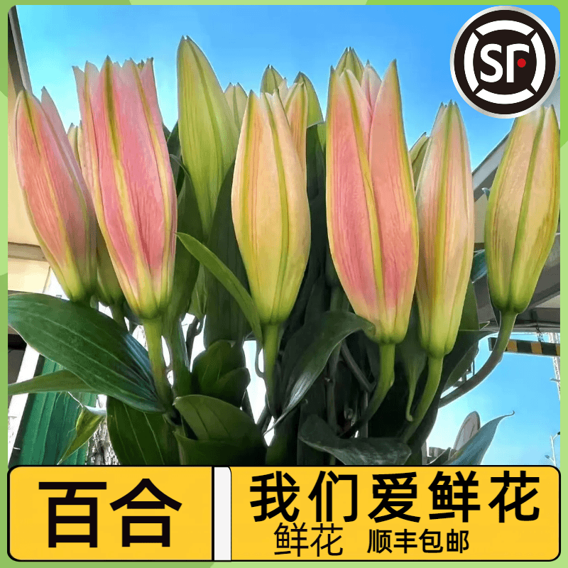 百合鲜花【顺丰包邮】香水百合新鲜养护水叶子养鲜切花百合花粉色