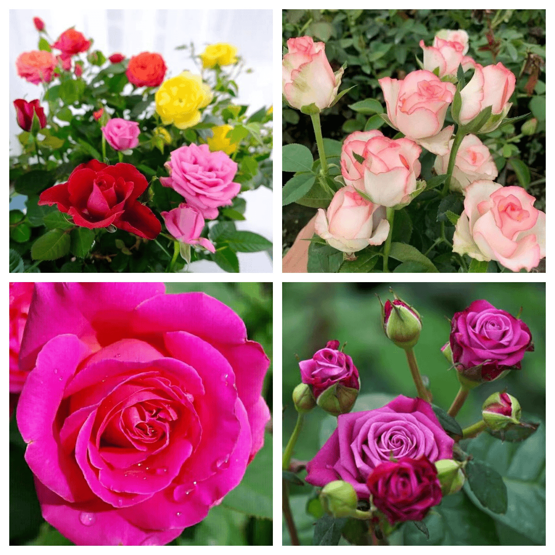 28.8米4盆月季花盆栽组合玫瑰花苗室内阳台庭院绿植花卉四季开花