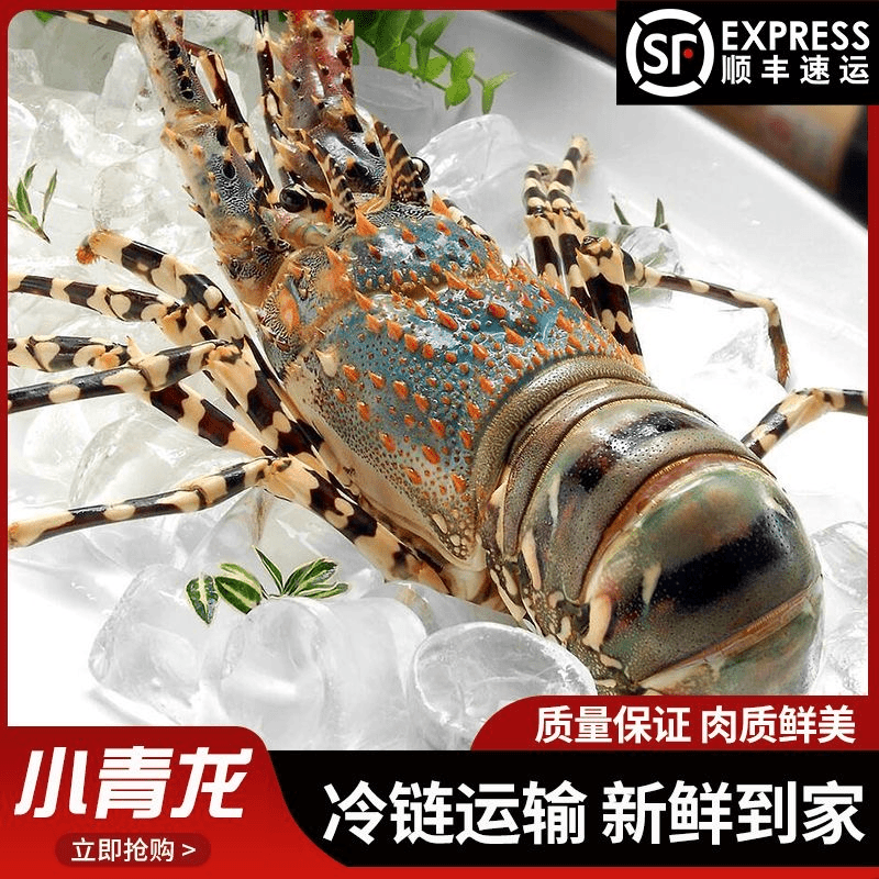 冻发小青龙虾 澳洲龙虾波龙花龙纯海鲜 顺丰包邮野生进口6