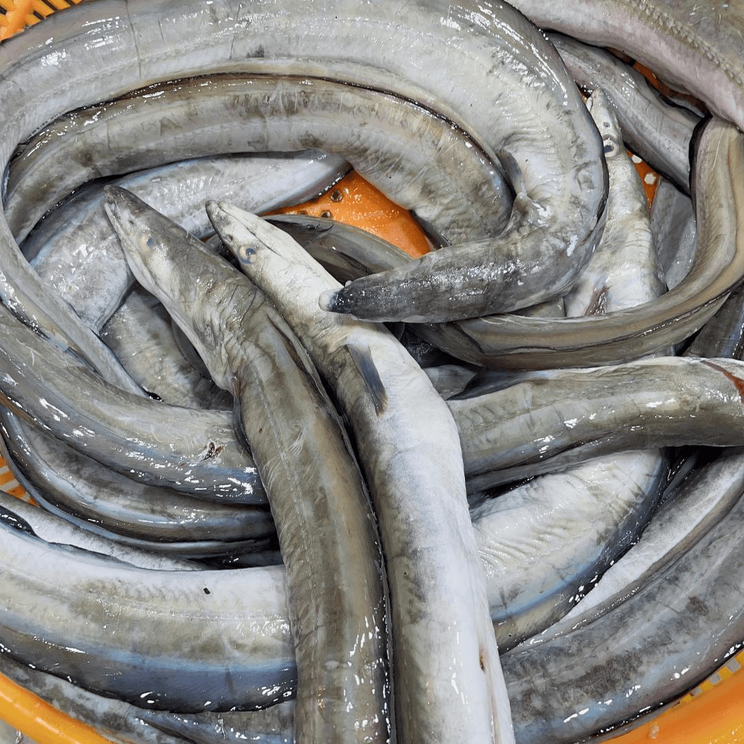 【海鳗鱼】本地野生 现货现发 肉质细腻2000g