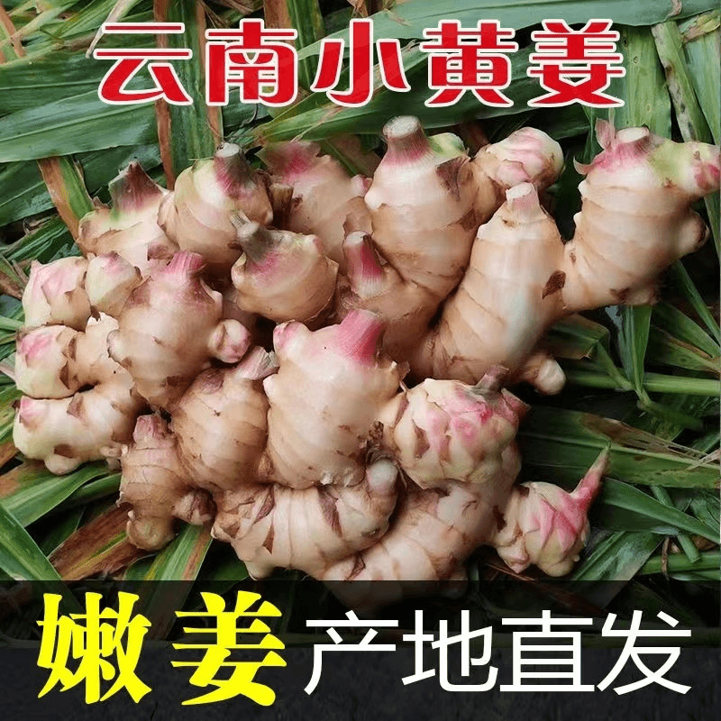 【嘉昊】云南小黄姜新姜新鲜仔姜新生姜德宏月子姜芽罗平小黄姜