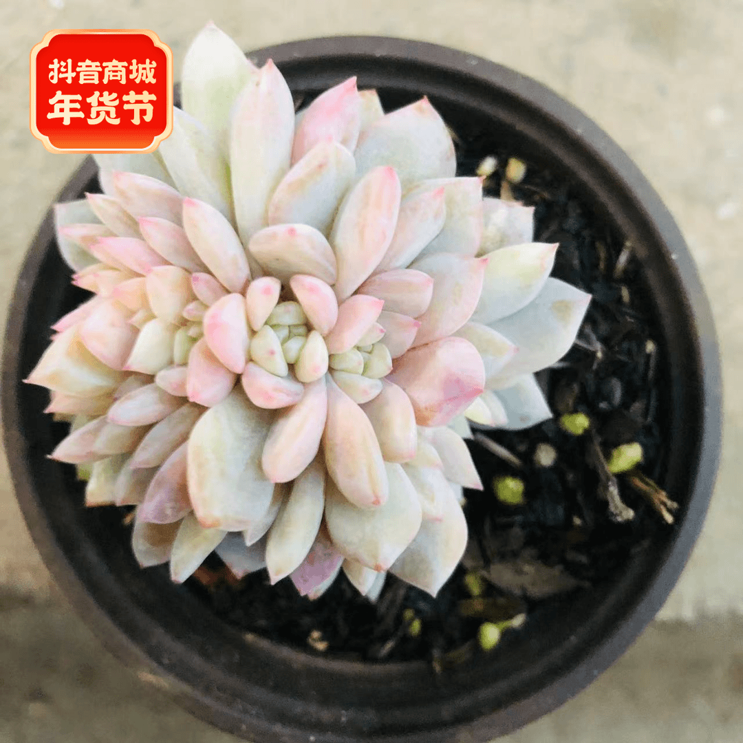 星星橙缀化多肉 阳台露台绿植栽种养护 满9.9包邮