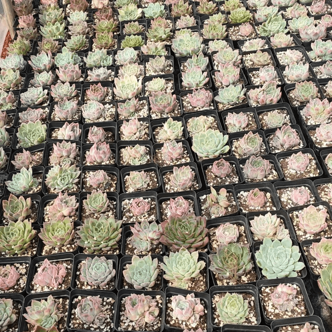翠花综合链接多肉 阳台露台绿植栽种养护 满9.9包邮