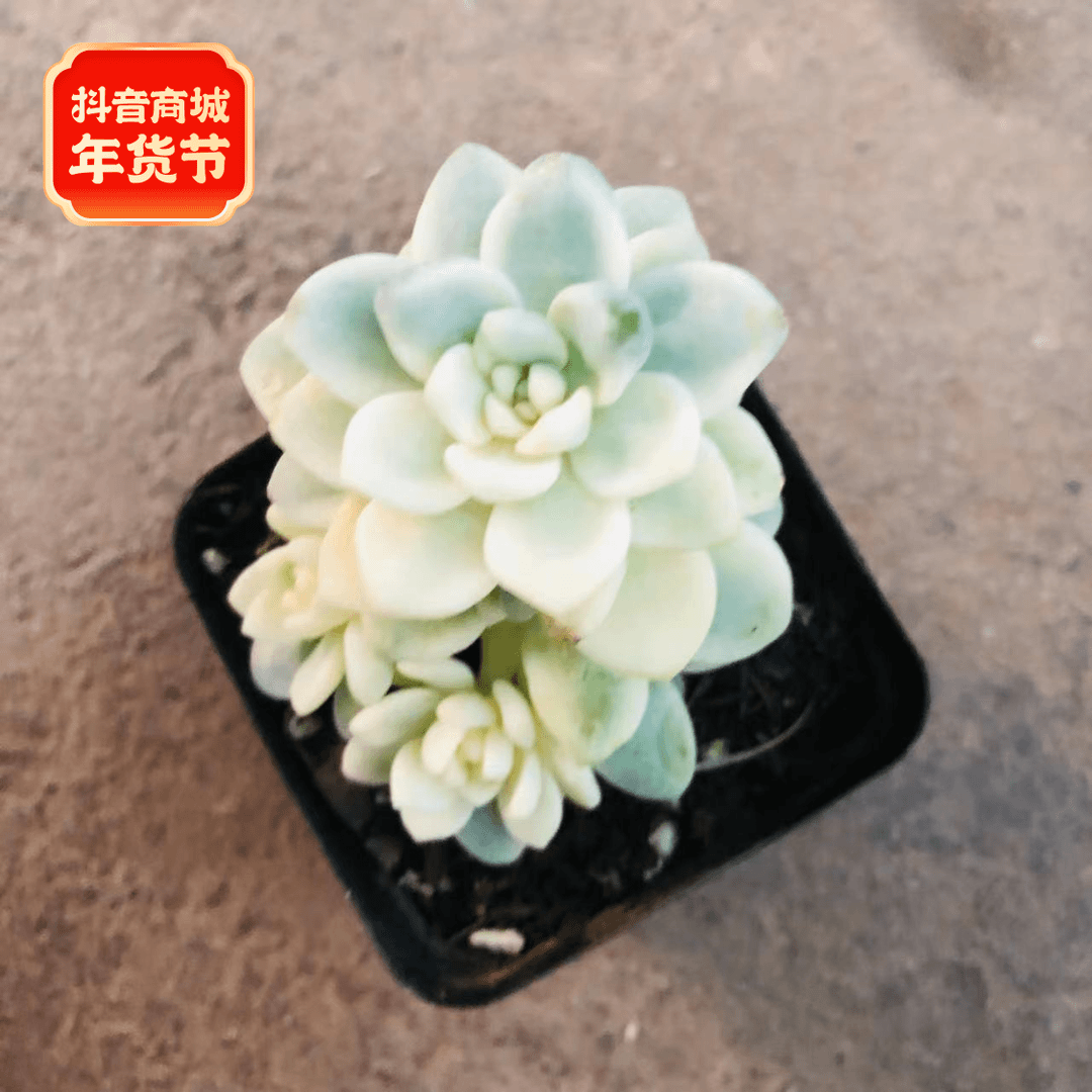 劳尔锦多肉 阳台露台绿植栽种养护 满9.9包邮