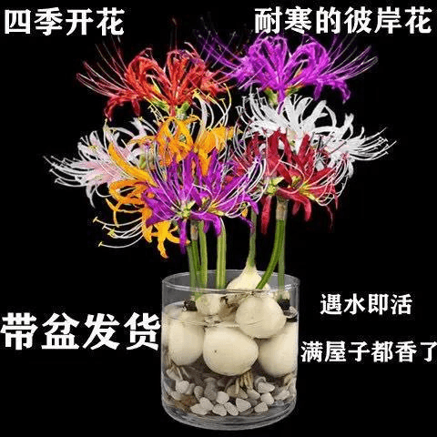 【特价】彼岸花水培花卉植物客厅绿植进口曼珠沙华四季常种球栽培