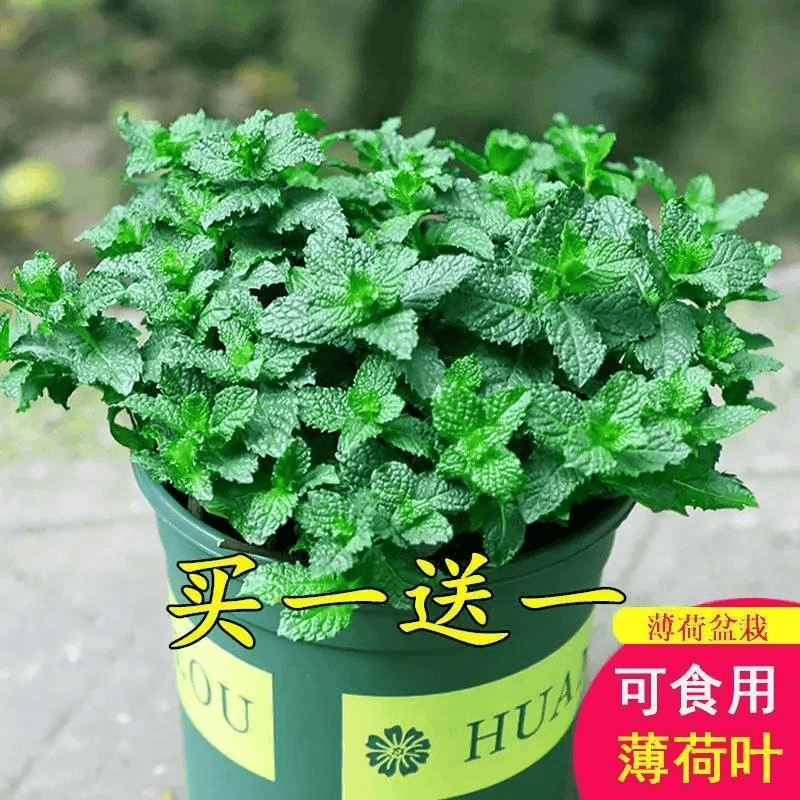 【买一送一】薄荷盆栽可食用薄荷叶驱蚊草新鲜薄荷苗净化空气绿植