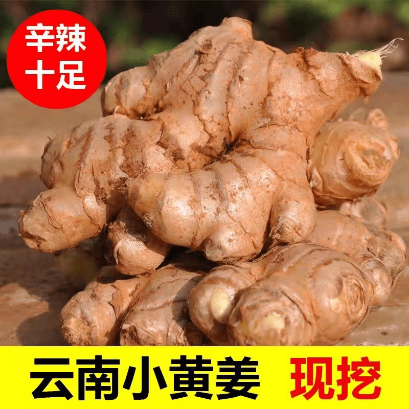 【今年新姜】正宗云南小黄姜食用生姜新鲜嫩黄姜高山现挖生姜批