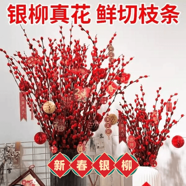 招财迎福银柳真花鲜枝七彩银柳红色银柳年宵花卉客厅发财装饰干花