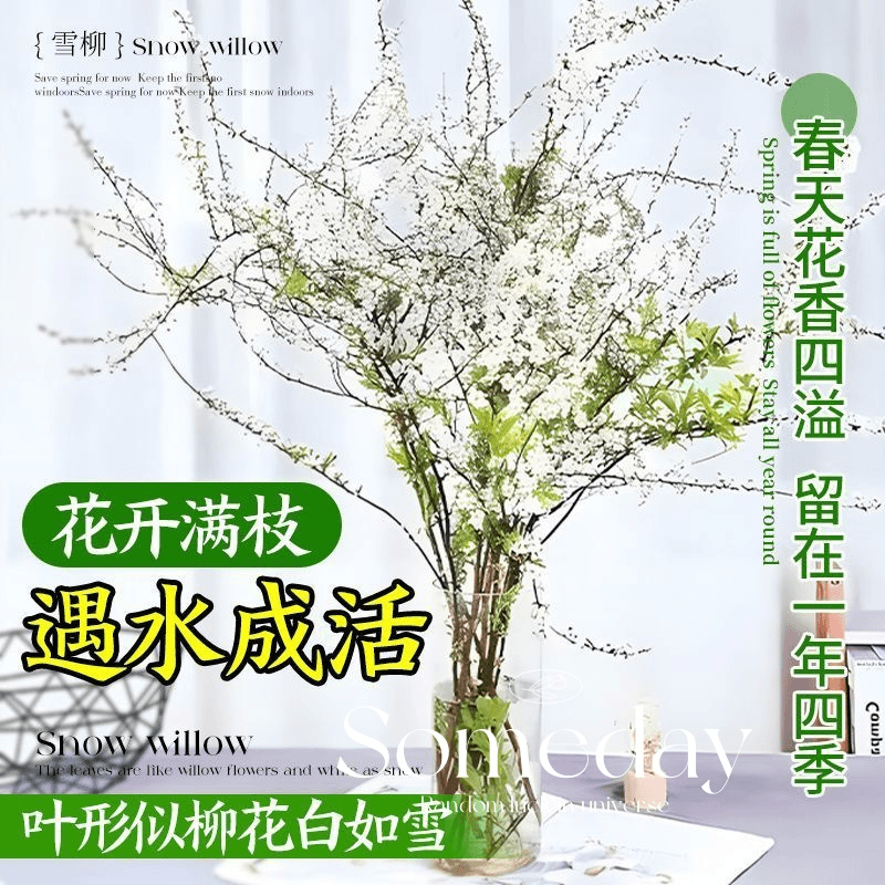 雪柳鲜枝遇水开花盆栽冬季水养插花耐寒水培植物室内花卉干枝绿植