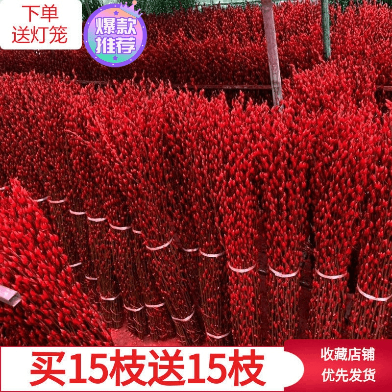 招财银柳干花真花鲜枝水养耐寒年宵花卉彩色红色室内装修装饰灯笼