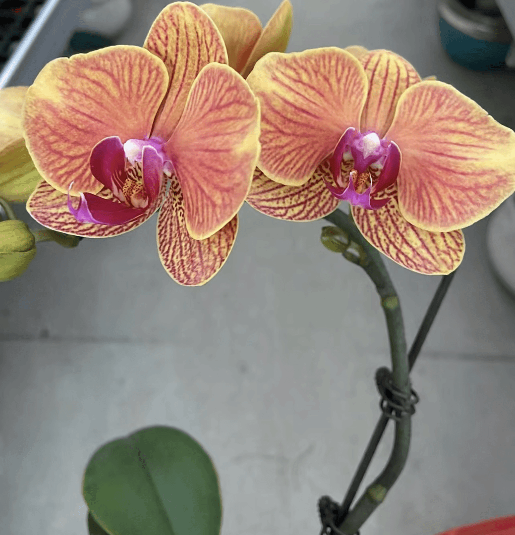 【吉利】橘色系蝴蝶兰3个月花期中花型