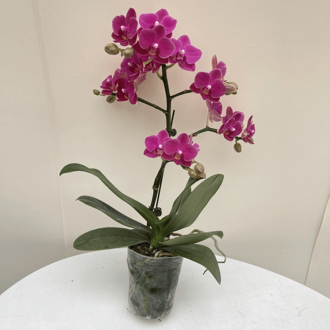 优选【满堂红】-蝴蝶兰花 组盆摆设客厅摆设种植基地发货1-1