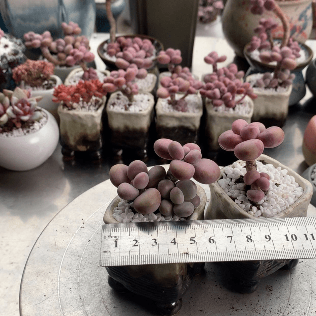 【闪购商品】小**?21号带盆