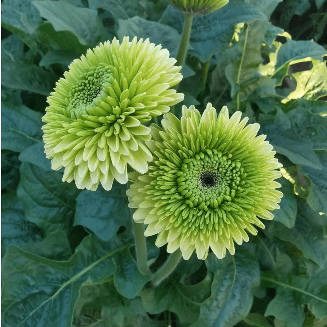 【新花漾专属】爱必达品牌基地非洲菊任意一扎