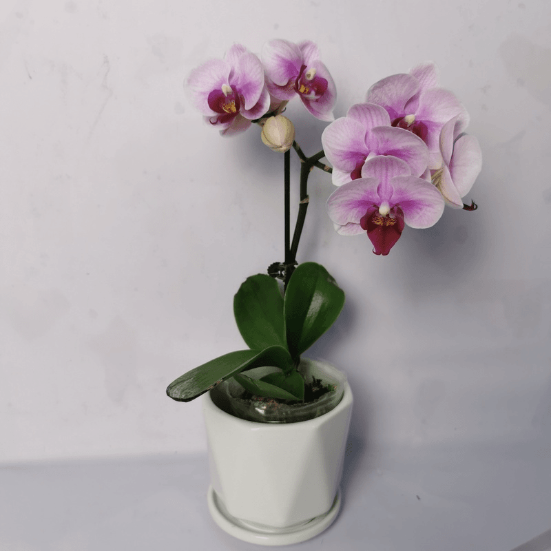 【宝贝】第二名宝贝蝴蝶兰中花型粉色系带花带花苞花期半年