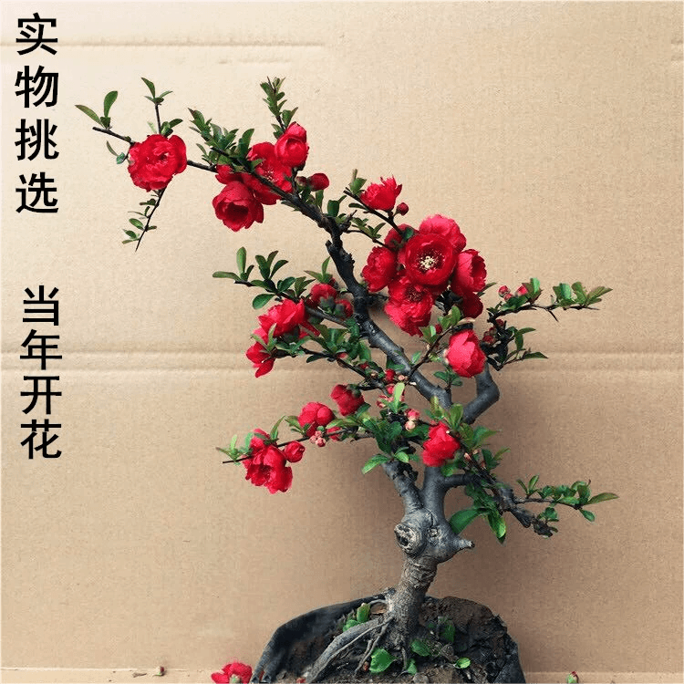 【长寿冠海棠花盆栽】老桩盆景 庭院绿植物室内四季花卉开花好养