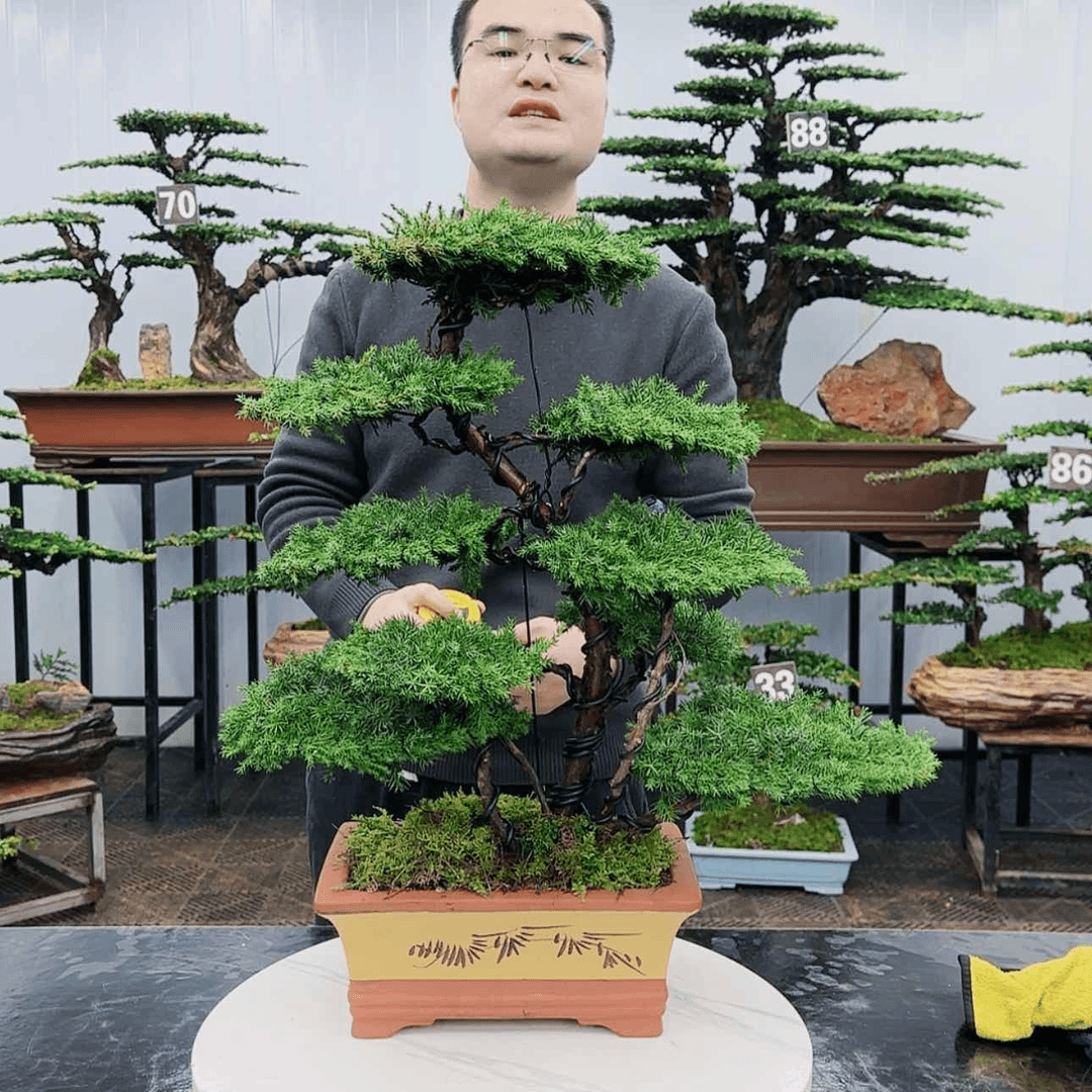 【闪购商品】高端盆景