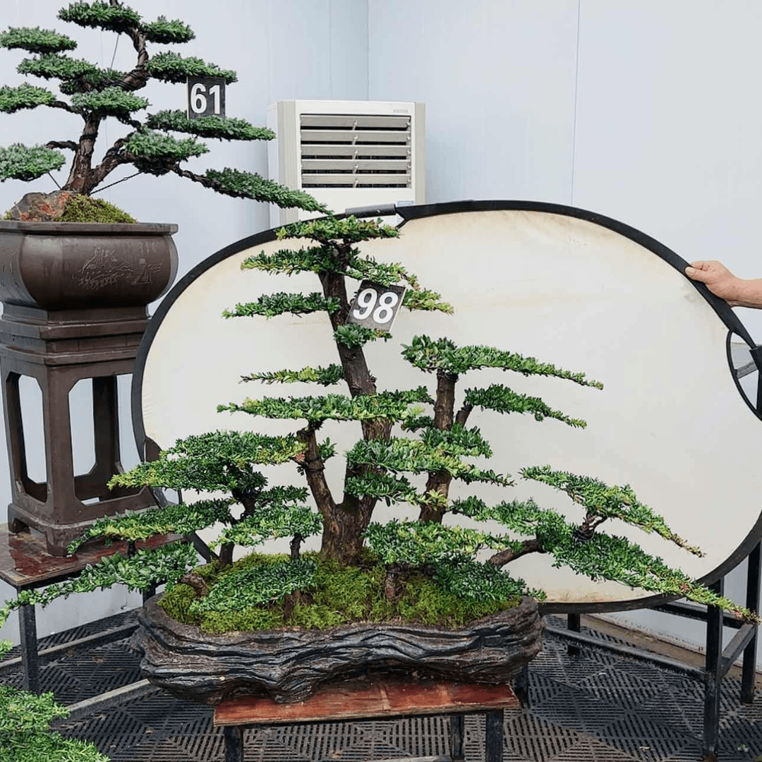 【闪购商品】高端盆景