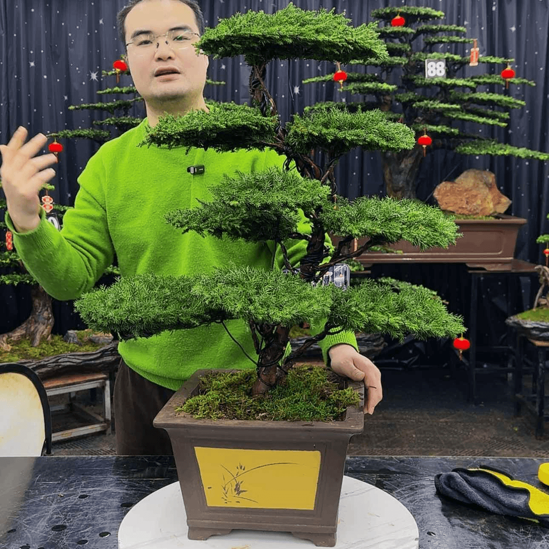 【闪购商品】高端盆景