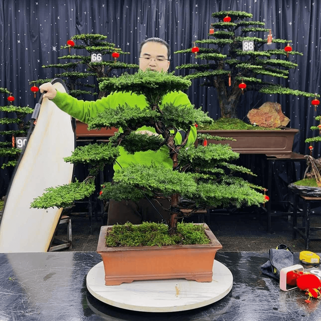 【闪购商品】高端盆景
