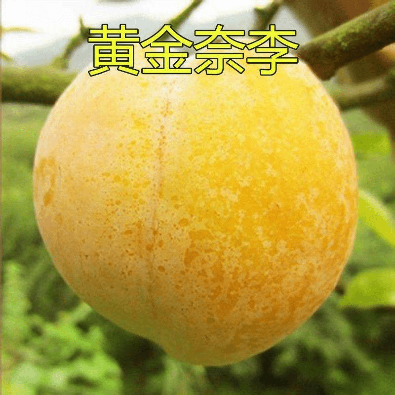黄金奈李苗南方李子果树苗嫁接李子树苗地栽果树苗当年结果