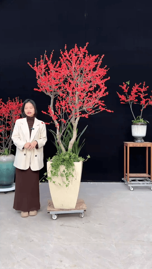 【闪购商品】北美冬青树北美冬青树