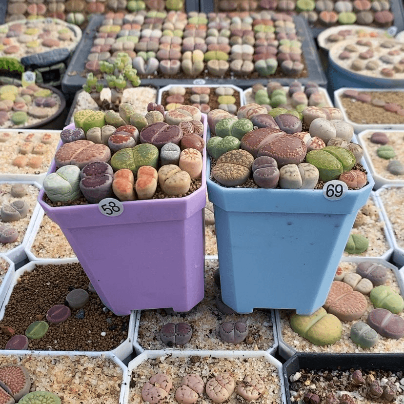 【闪购商品】▲58-69生石花