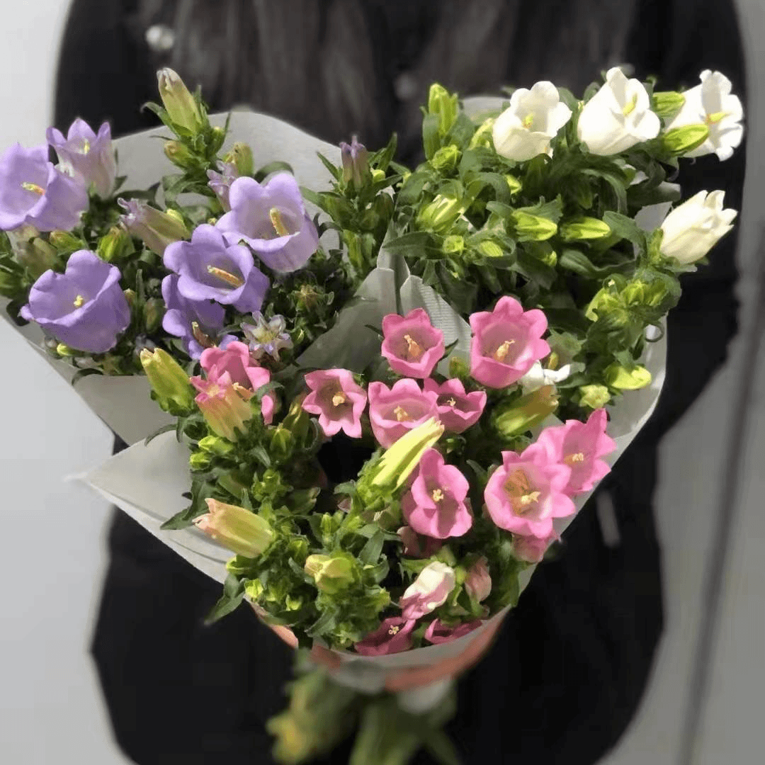 【风铃鲜花】生花苞发货不选色2-3个颜色发货赠送保鲜剂1包