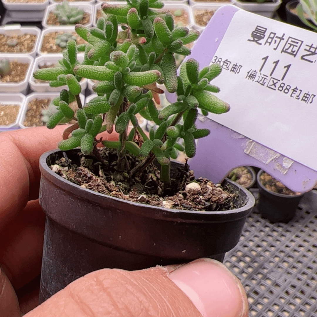 【闪购商品】1.2糖球多肉111