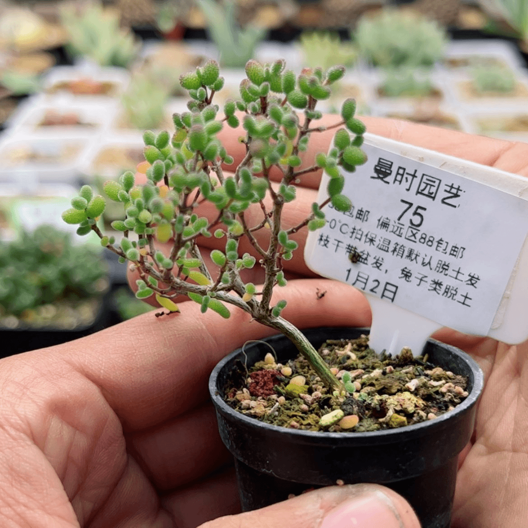 【闪购商品】1.2糖球多肉75