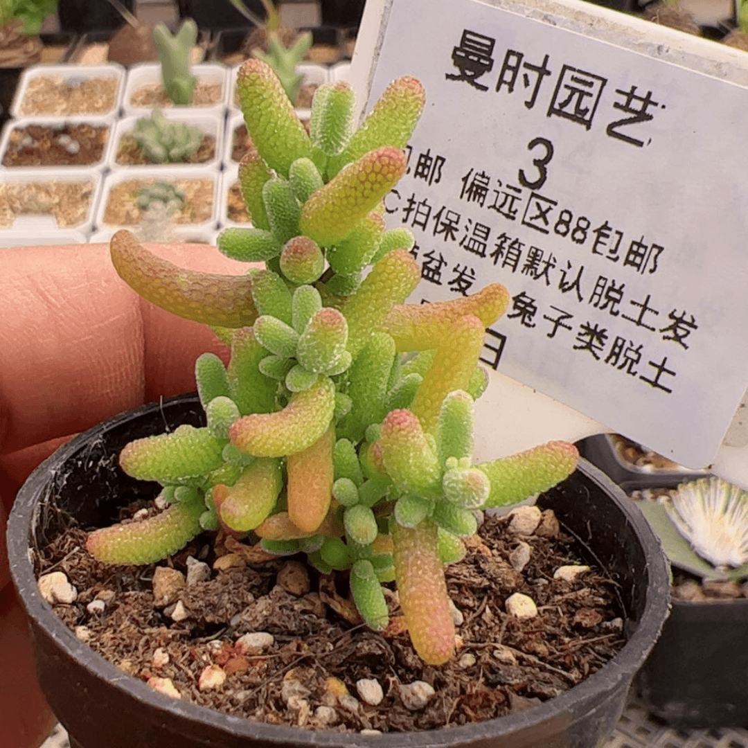 【闪购商品】红**枫1.5蜜橘多肉3