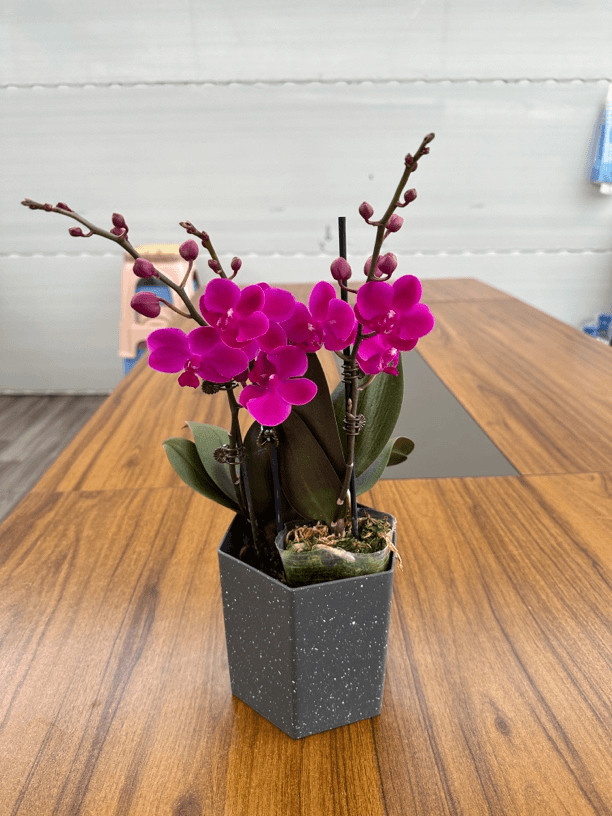 鲜花《满天红》蝴蝶兰（配树脂盆）