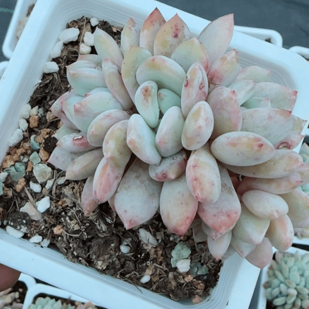 【闪购商品】橙梦露10