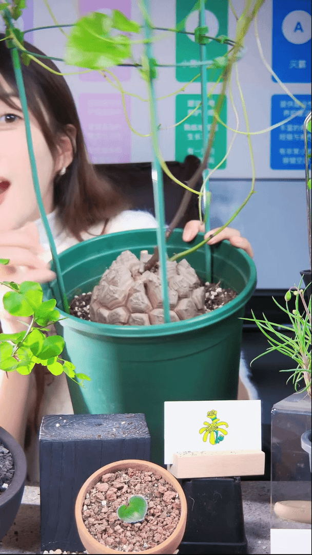 【闪购商品】南非龟甲龙SH66