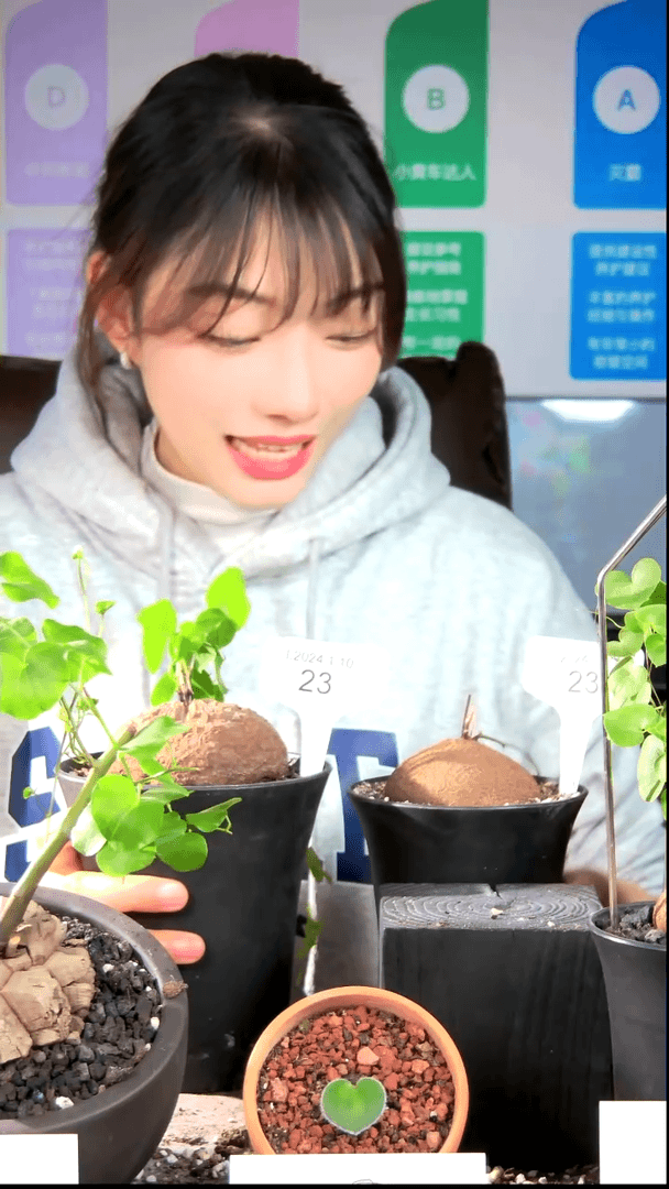 【闪购商品】南非龟甲龙L24.1.10.23