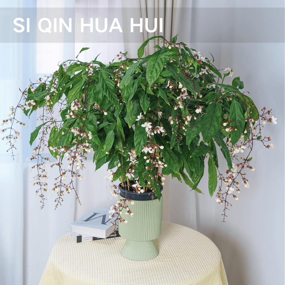 【思芹花卉|垂丝茉莉】A级办公室桌面茶桌盆栽，会开花，好养花期长