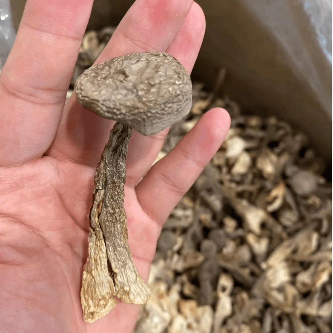 【阿梅滋补行】鹿茸姑干货 胶临时改价（以直播间为准 )