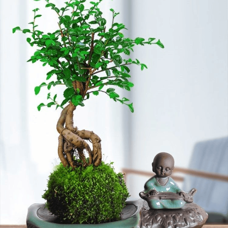 小榆树盆景耐寒提根盆栽造型树桩小叶榔榆疙瘩露根微型水陆景观