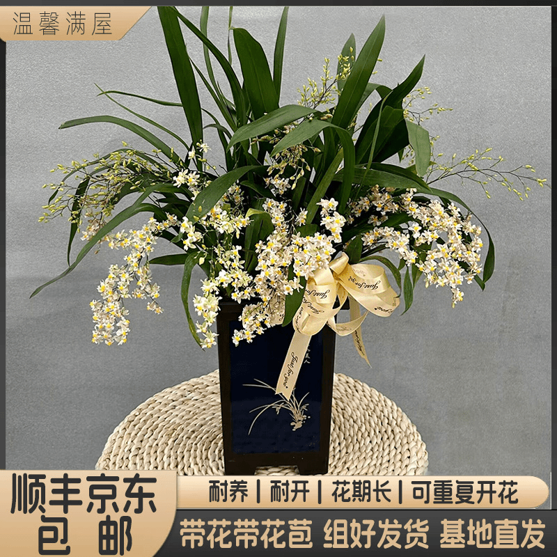 【米黄色梦香兰】带盆组好发货 客厅 庭院 别墅 婚礼