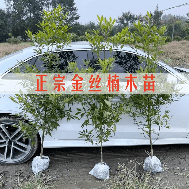 正宗四川金丝楠苗树苗小叶桢楠