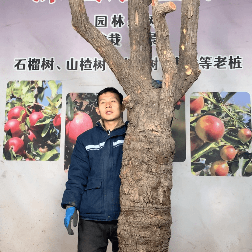 【闪购商品】枣树中***下