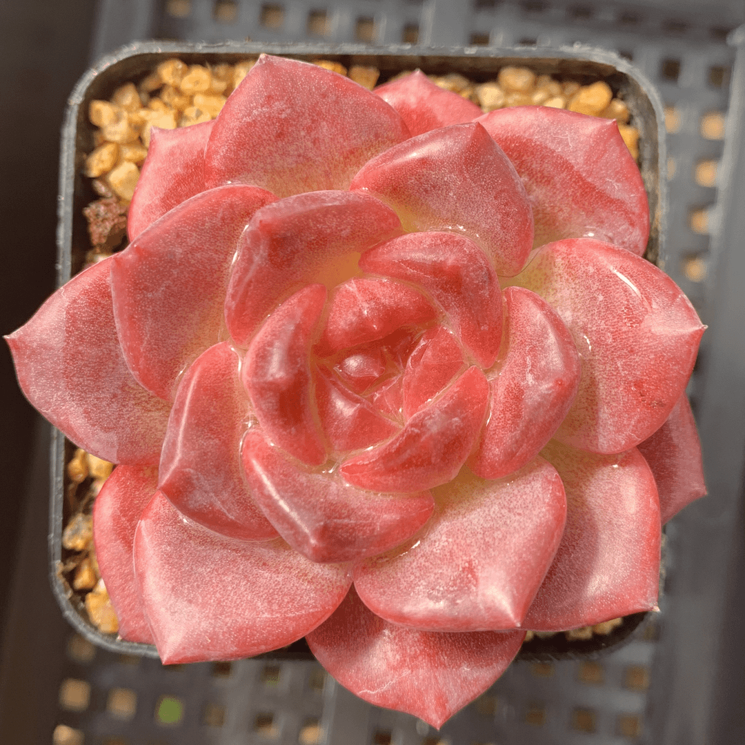 多肉植物 漫城花园 颂歌 随机 量拍 1/4 周四晚上