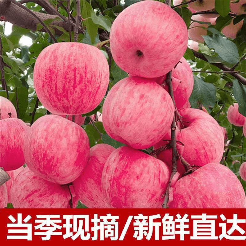 苹果红富士新鲜采摘脆甜多汁2-10斤装现摘大果宝宝饱满脆甜原生态