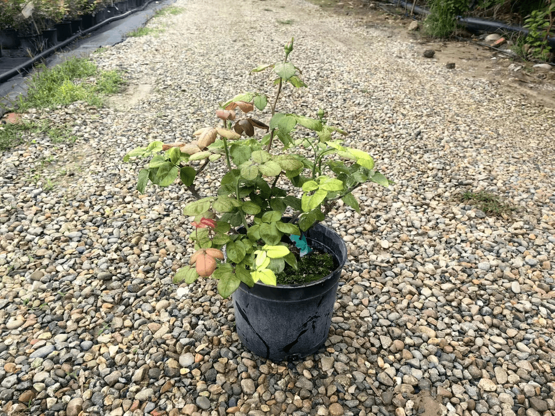 海蒂的花园无名月季2加仑