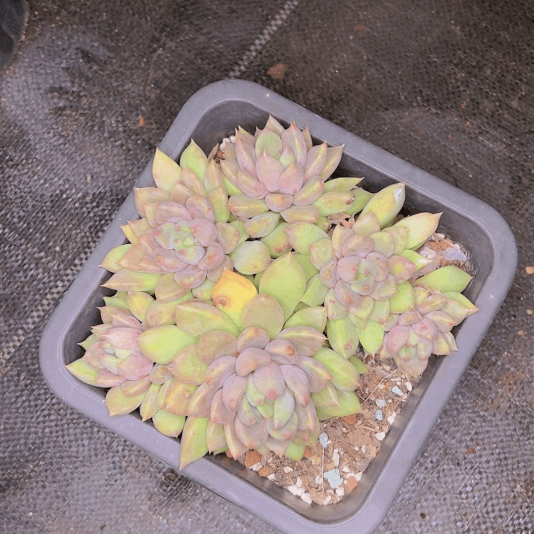 【闪购商品】?***?9-43