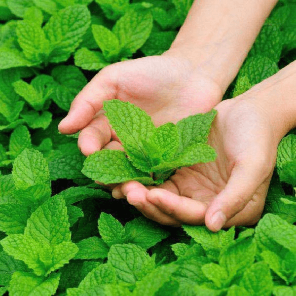 驱蚊薄荷种子一包