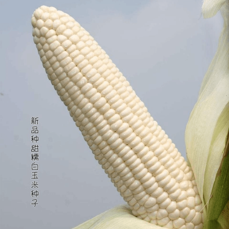 香甜糯白玉米玉米种子高产四季播玉米白彩甜糯水果甜大田种籽蔬菜