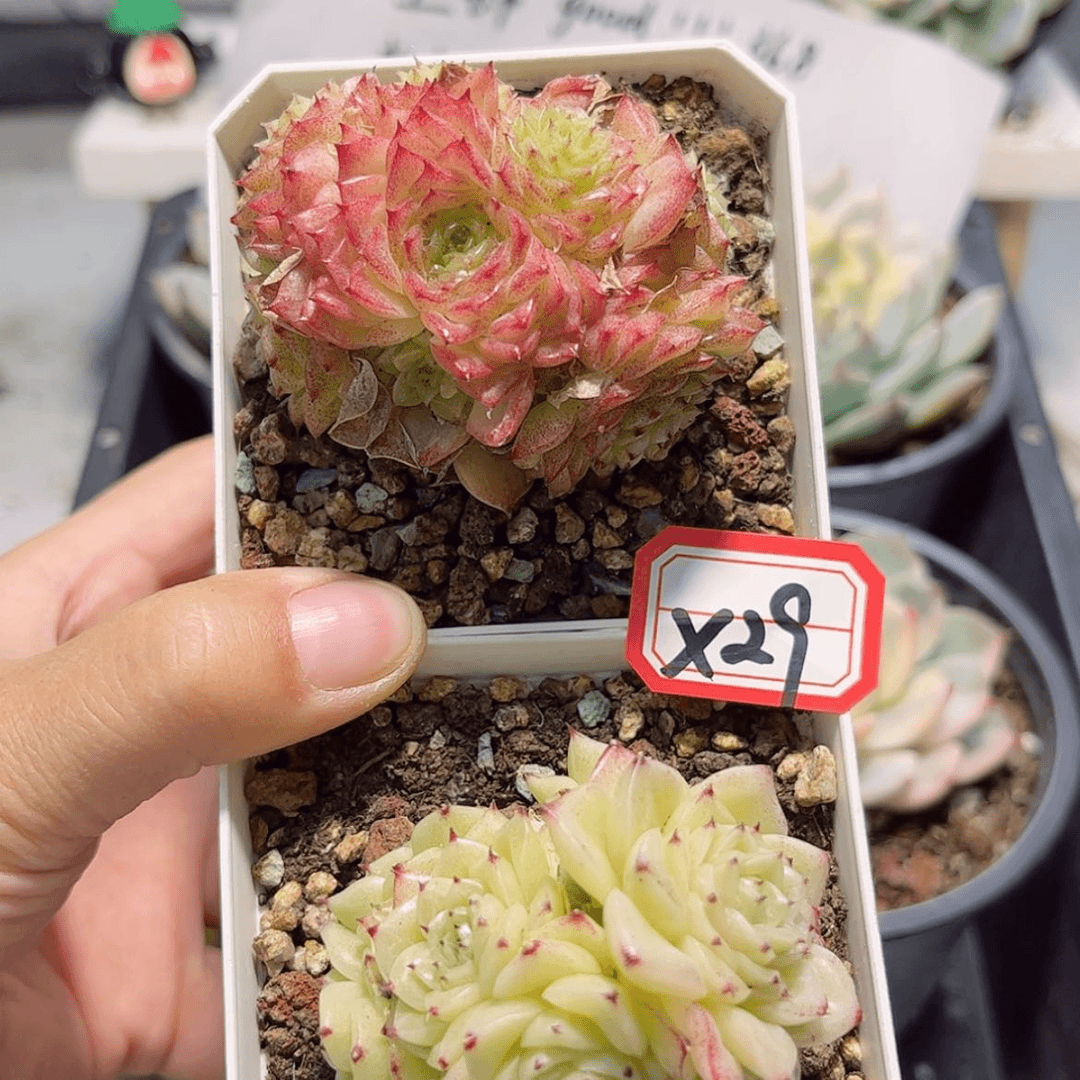 【闪购商品】肥*x 29