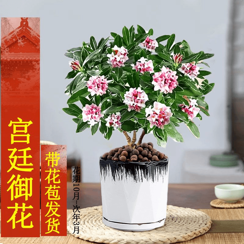 金边瑞香盆栽浓香带花苞观花植物耐寒观花花卉好养四季常青年宵花